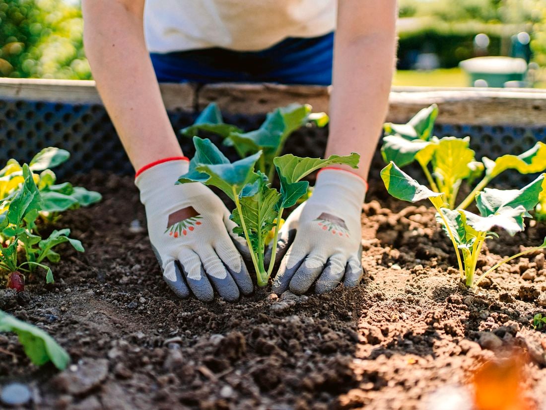 A person planting seedlings in a garden patch wearing garden gloves.