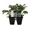 6 Cell Plant-Fusion Vegetable Range Kale Mix - Brassica oleracea