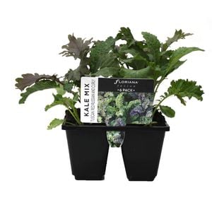 6 Cell Plant-Fusion Vegetable Range Kale Mix - Brassica oleracea