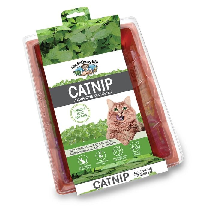 Mr Fothergills Cat Nip Seed Raiser Kit
