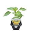 9cm Capsicum Californian Wonder Yellow