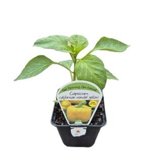 9cm Capsicum Californian Wonder Yellow