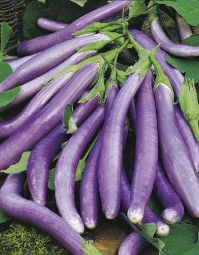 Bunch of picked long eggplant variant