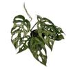 125mm Swiss Cheese Plant - Monstera adansonii Mint
