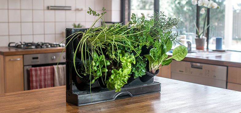 Benchtop vertical garden