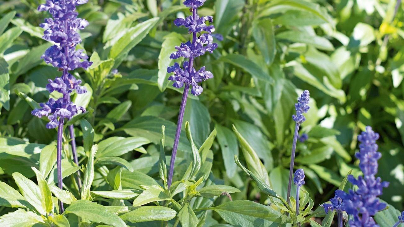 Blue Salvia growing