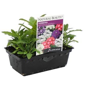 Verbena Romance Pastels Punnet - Verbena hybrida