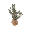 Colours Of Christmas 50cm Bonsai Xmas Tree - Green