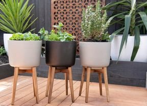Herbs in raised pots in a garden