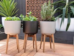 Herbs in raised pots in a garden
