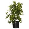 400mm Tahitian Lime - Citrus latifolia