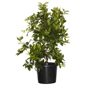 400mm Tahitian Lime - Citrus latifolia