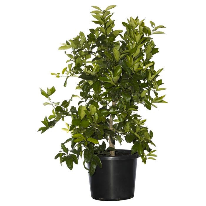 400mm Tahitian Lime - Citrus latifolia