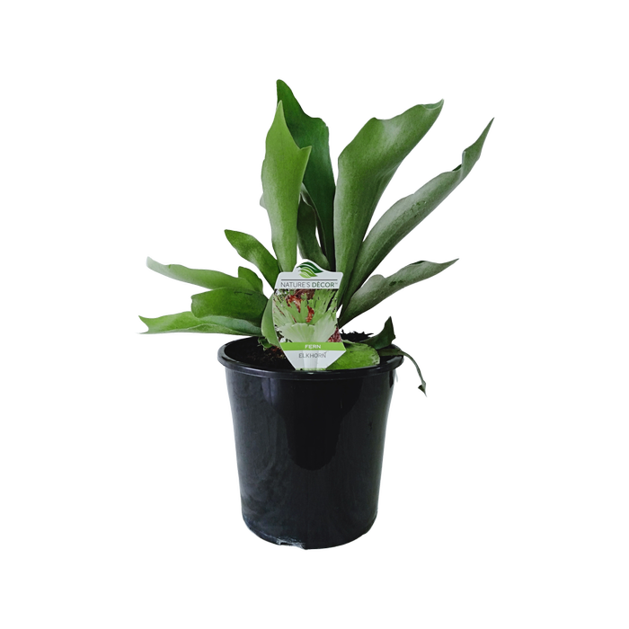 200mm Elkhorn Fern - Platycerium bifurcatum