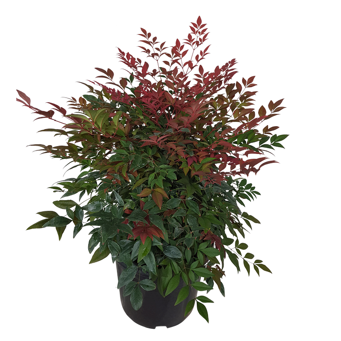 6L Nandina Obsession - Nandina domestica Obsession