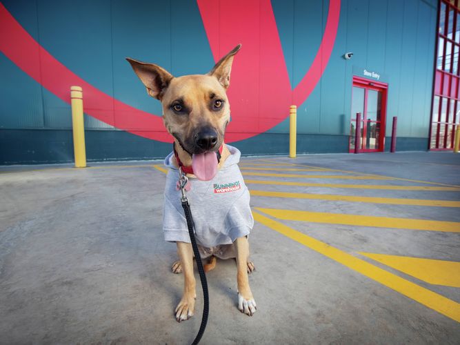 Stores for Paws - Image Gallery - Media Centre - A15I0065