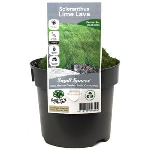 140mm Lime Lava Cushion Grass - Scleranthus biflorus