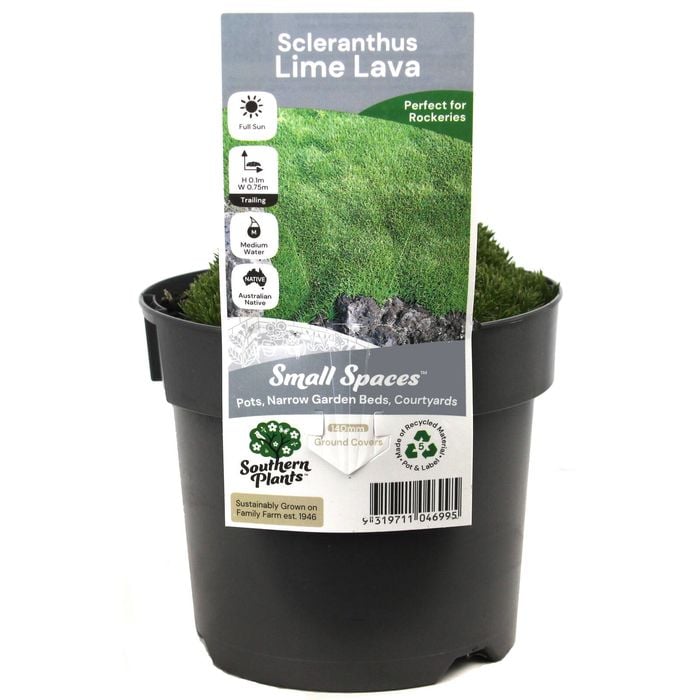 140mm Lime Lava Cushion Grass - Scleranthus biflorus