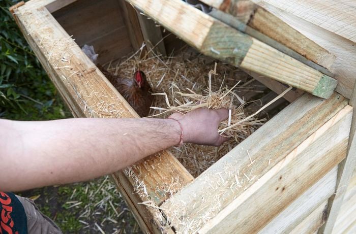 Loose hay being added to a raised area of a chicken coop via the access hatch, while a chicken inside looks on