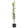 270mm Crepe Myrtle - Lagerstroemia tuscarora