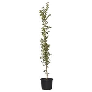 270mm Crepe Myrtle - Lagerstroemia tuscarora