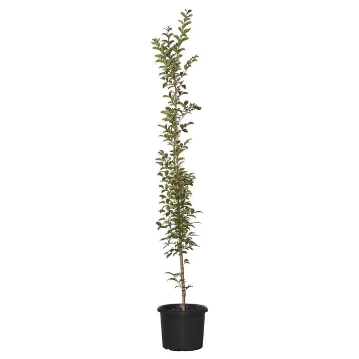 270mm Crepe Myrtle - Lagerstroemia tuscarora
