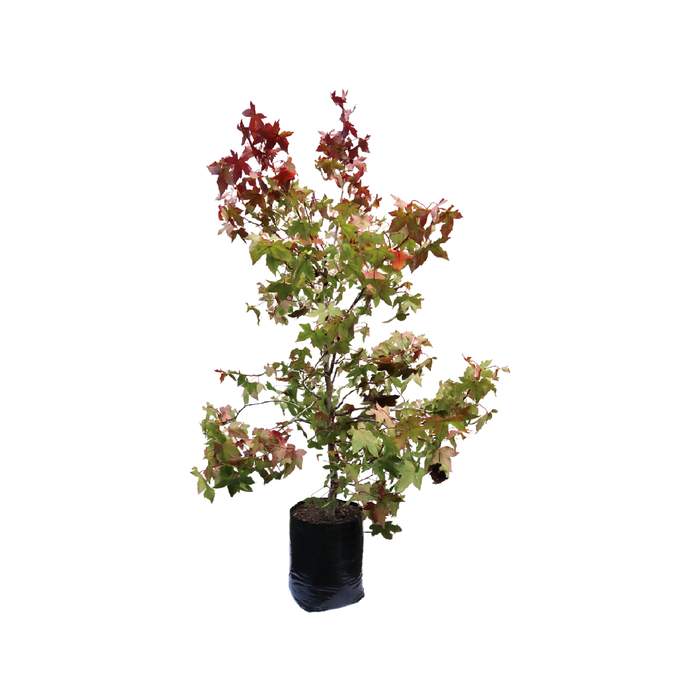12.5L Sweet Gum - Liquidambar styraciflua