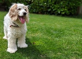 A small white, long-eared dog stands on bright green grass with its tongue out, looking happy.