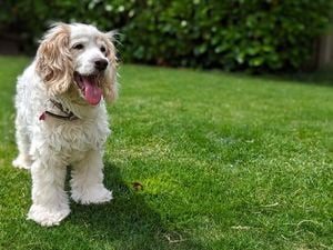 A small white, long-eared dog stands on bright green grass with its tongue out, looking happy.