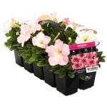 10 Cell Petunia Pink - Petunia x hybrida