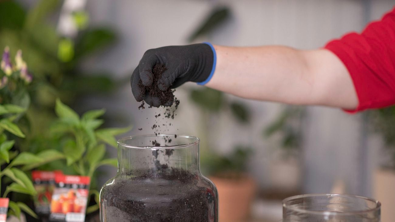 Adding soil in a transparent glass pot.