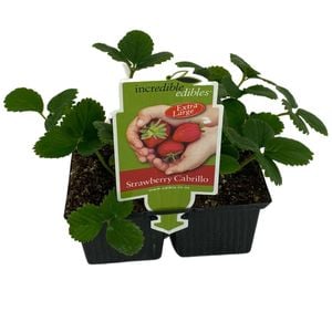 Strawberry Cabrillo - Fragaria ananassa - 4 Pack