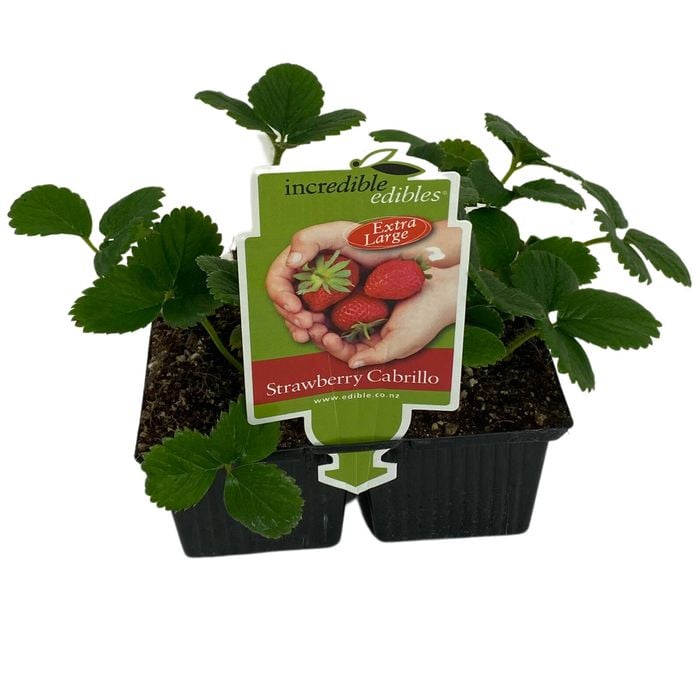 Punnet Strawberry - Cabrillo - 4 Pack