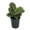 180mm Medallion - Calathea roseopicta