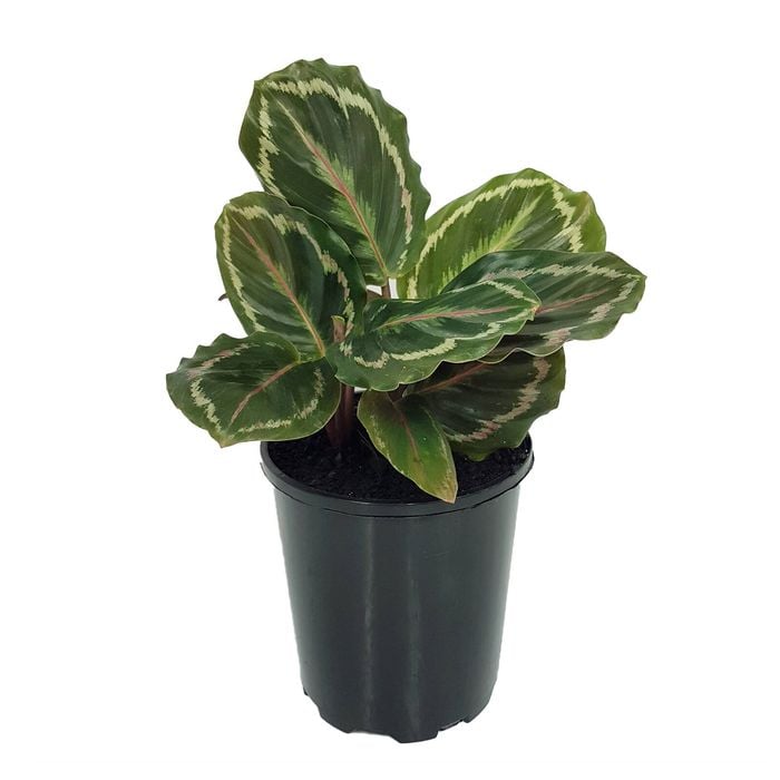 180mm Medallion - Calathea roseopicta