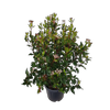 10L Viburnum Eve Price - Viburnum tinus Eve Price