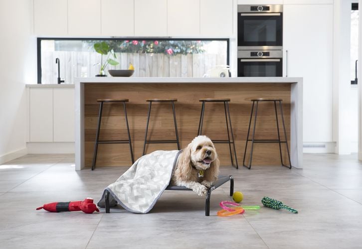 A dog in a doggy bed with a doggy blanket and several doggy toys