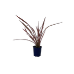 2L Flax - Phormium sundowner