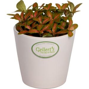 90mm Nerve Plant - Fittonia in Ceramic