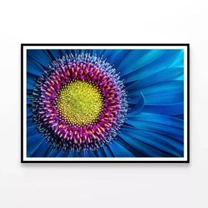 Gerbera Flower Close Up View  Print 100% Australian Made 90x60cm  (Poster)