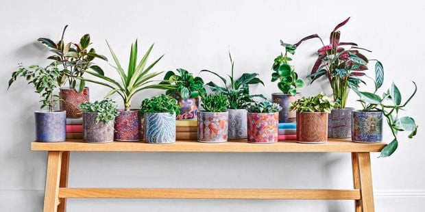 Table with pot plants filled with plants.