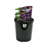 150mm Mystery Sky - Petunia hyrida