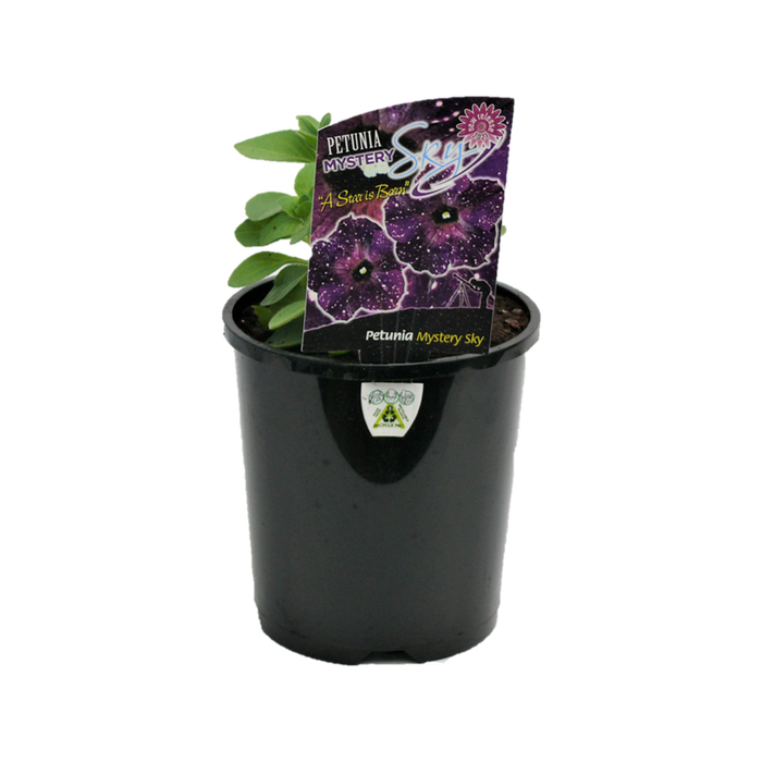 150mm Mystery Sky - Petunia hyrida