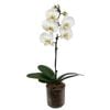 120mm Moth Orchid - Phalaenopsis orchid In Glass Pot