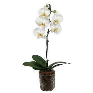 120mm Moth Orchid - Phalaenopsis orchid In Glass Pot