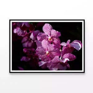Close-Up View Of Orchid Flowers  Print 100% Australian Made 90x60cm  (Poster)
