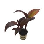 2.5L Black Canna Tropicanna