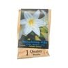 Yarra Valley Bulbs Belladonna Alba 1 Pack