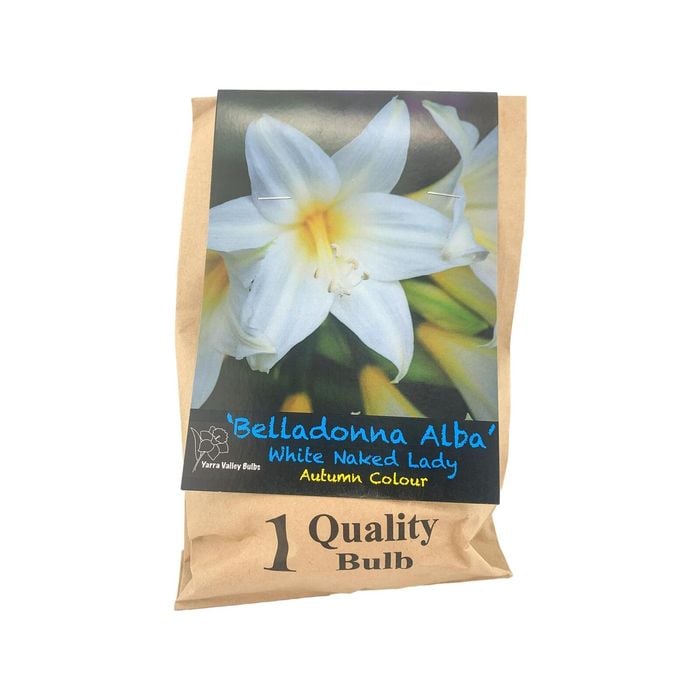 Yarra Valley Bulbs Belladonna Alba 1 Pack