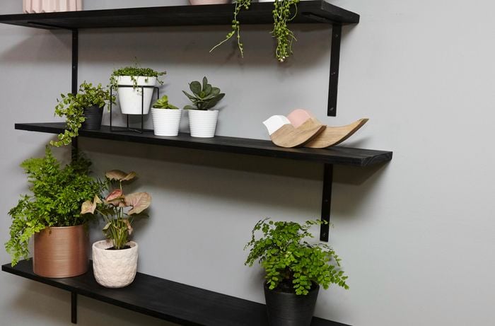 Black timber shelving with potted plants and wooden ducks against a pale blue wall